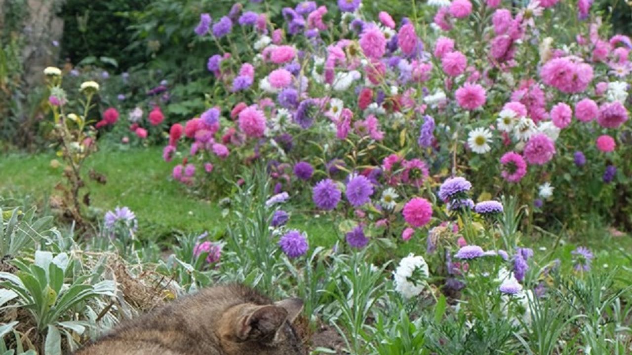 Hofkatze Hofkatze